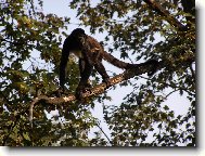 Gueréza pláštíková