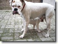 Dinuščin nový kamarád