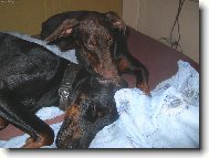 Foxíček a jeho nevěsta Sydny