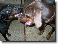 Foxíček a jeho nevěsta Sydny