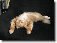 Bezstarostný spánek