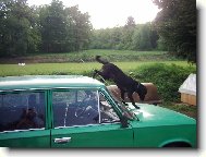 na  mém autě si můžu dělat co chci...