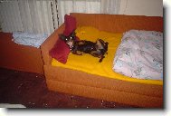 Náš pes se rád fotí