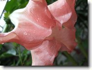 andělská trumpetka