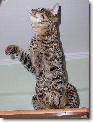 Savanová kočka 7