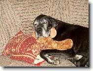 Pozor,koukám na vás z psího nebe