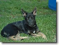 Ashanty z Borkova mlýna