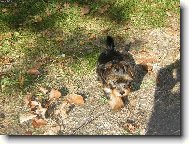 Barbucha a její první podzim