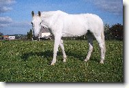 trakénský poloarab