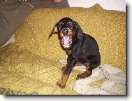 Náš miláček Corinka