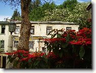 vánoční hvězda ve Valparaisu