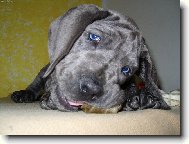 Nejroztomilejší štěně