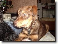 Náš medvídek Badísek