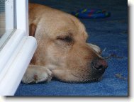 Bady má rád chladno