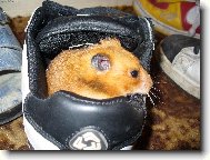 Naše milá Hryzalka