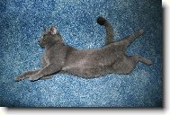 Tobýškovo lenošení