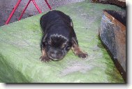 čerstvě narozené...