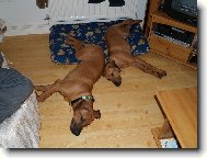 Potřebujem větěi pelišek