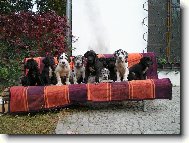 Hádejte , kolik nás tu je...? No 10 dogoušků