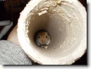 Moje malá Pištinka