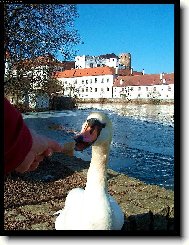 Krmení dravé zvěře