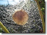 Budoucí život v kokonu