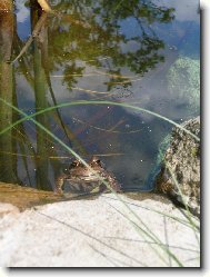 žabák v jezírku na zahradě