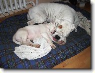 Jeden pelíšek stačí...