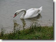 labuť na přehradě