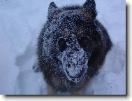 Už by mohlo přestat sněžit.