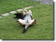 Ještě, kdyby mě tak někdo přišel podrbat