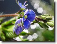 rozrazil rezekvítek