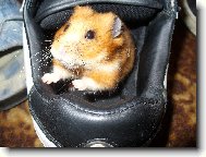 Naše Hryzalka - všudybylka