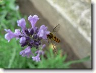 Osvěžující snídaně vosičky