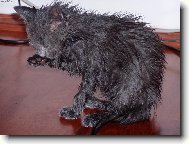 rači se umyju sám, ale vodičku né!!!