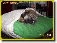 Ronny - spící v polštářku