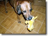 Arwin ničí Garfielda