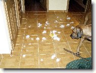 Garfield už to má za sebou