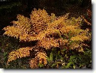 Kouzelné zlaté kapradí