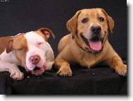 Nenechám ti ani kousek