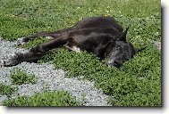 Nechte mě spát ...