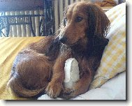 mazlíček Beníček