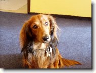 mazlíček Beníček