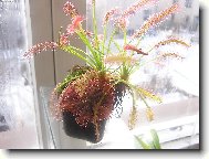 masožravé rosnatky