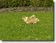 Amigo náš miláček