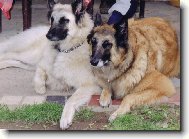 Belgický ovčák-Tervueren a Bílá Gris