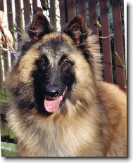 Belgický ovčák-Tervueren