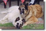 Belgický ovčák-Tervueren a Bílá Gris