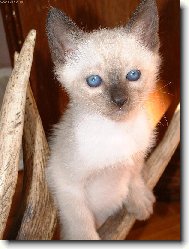 Čí jsou to parohy???