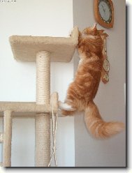 Kaskadér František